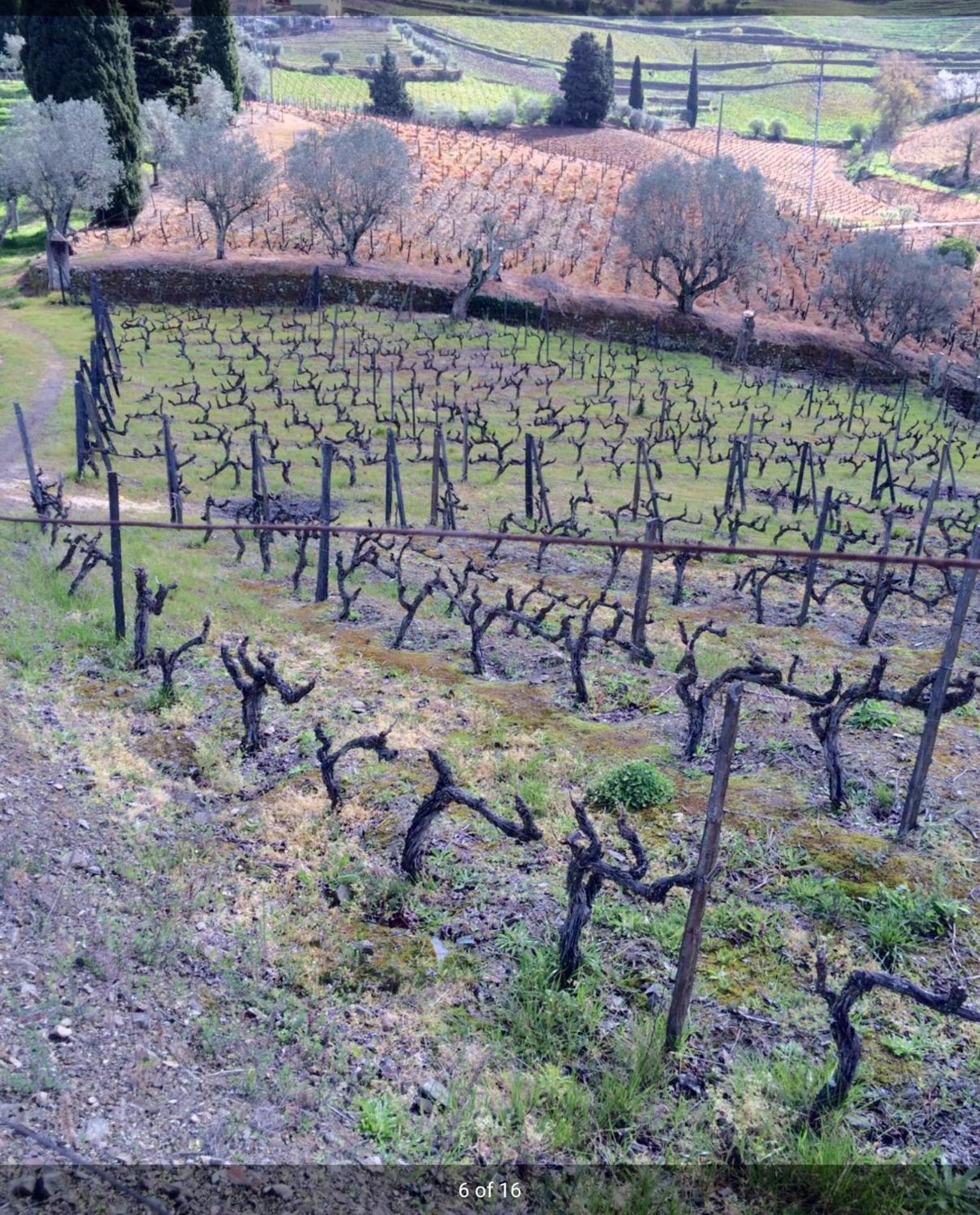 Quinta Do Fojo Bed and Breakfast Lamego Εξωτερικό φωτογραφία